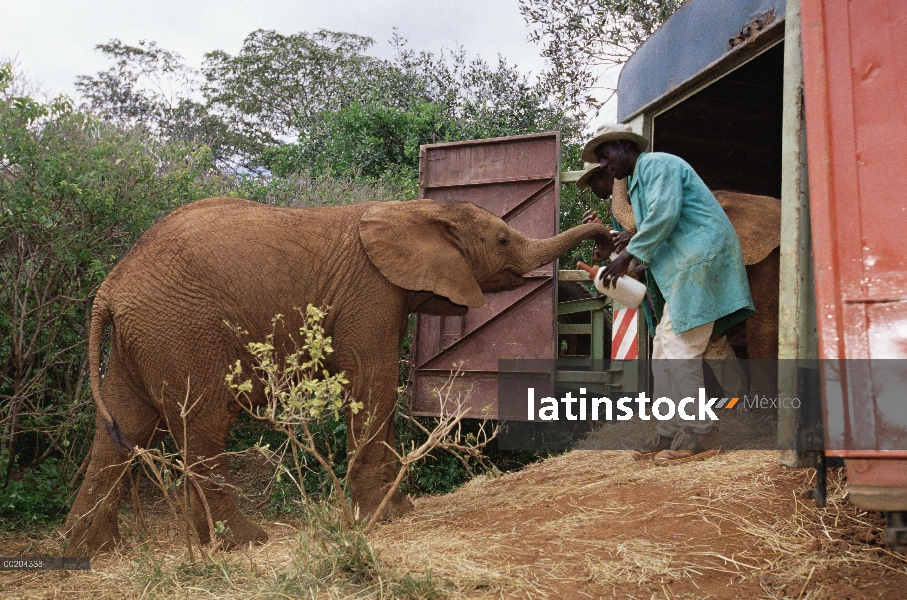 Huérfano de elefante africano (Loxodonta africana) llamado Natumi, entrenados para entrar en carro a