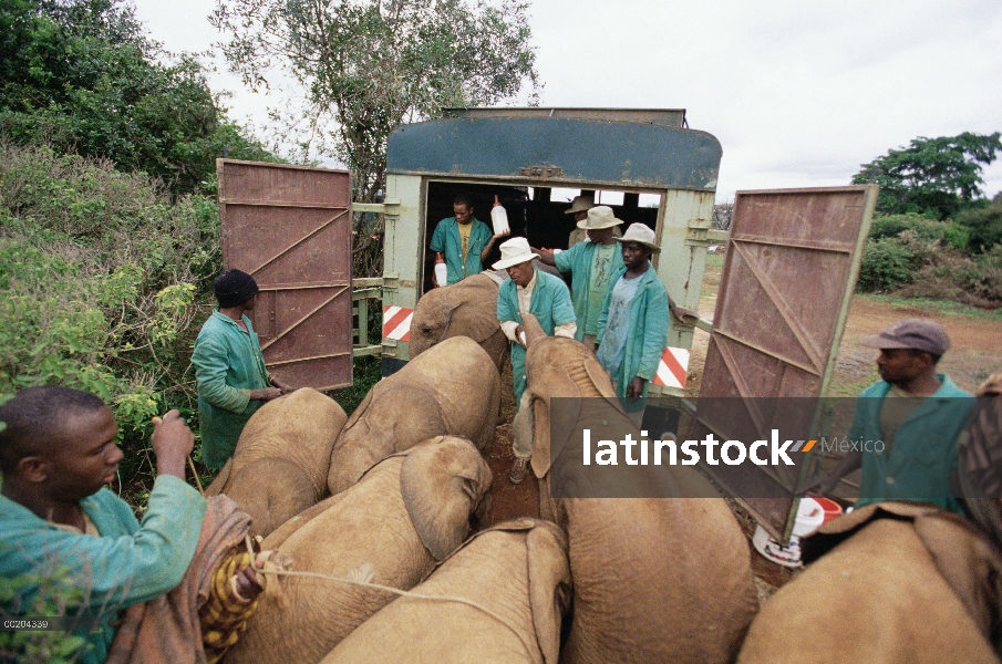 Elefante africano (Loxodonta africana) huérfanos siendo cargado en camión por los cuidadores para la