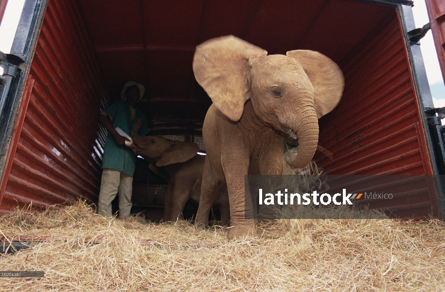 Elefante africano (Loxodonta africana) huérfanos entrenados para entrar en carro antes viaje a Tsavo