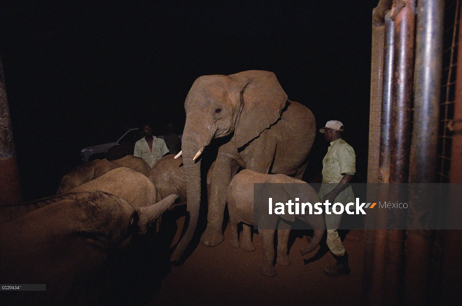 Huérfano de elefante africano (Loxodonta africana) llamada Malaika cumple a huérfano 8, David Sheldr