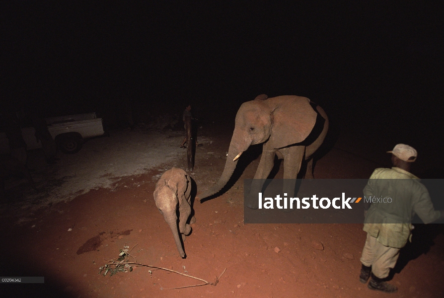 Huérfano de elefante africano (Loxodonta africana) llamada Malaika, saludo nuevo huérfano antes de a