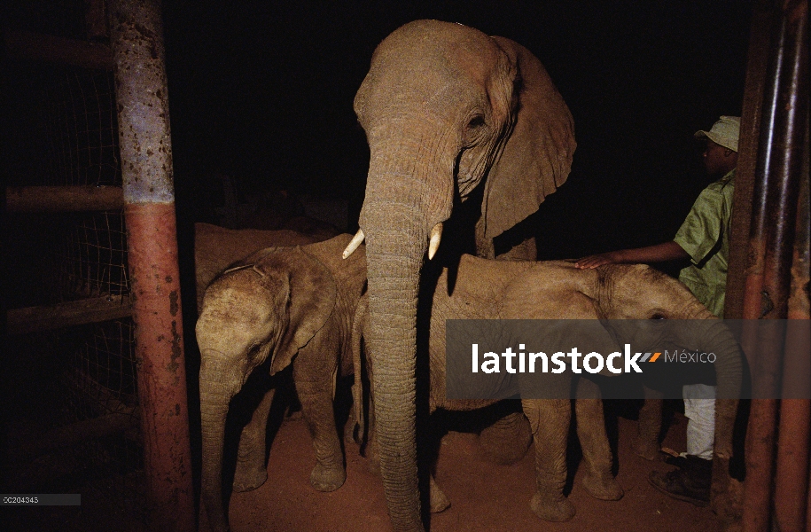 Huérfano de elefante africano (Loxodonta africana) llamada Malaika, saludo huérfano ocho antes del a