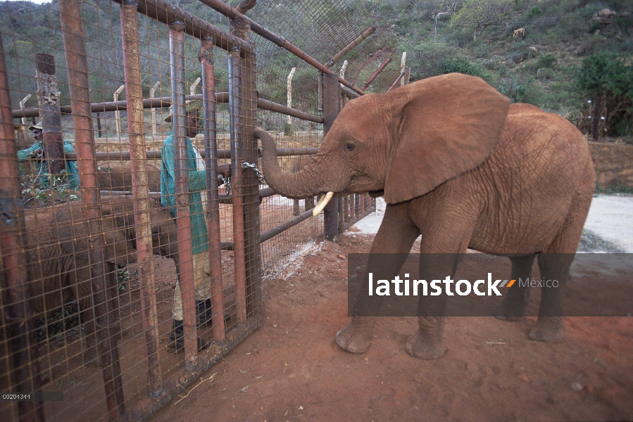 Huérfano de elefante africano (Loxodonta africana) llamada Malaika, esperando a los bebés en empaliz