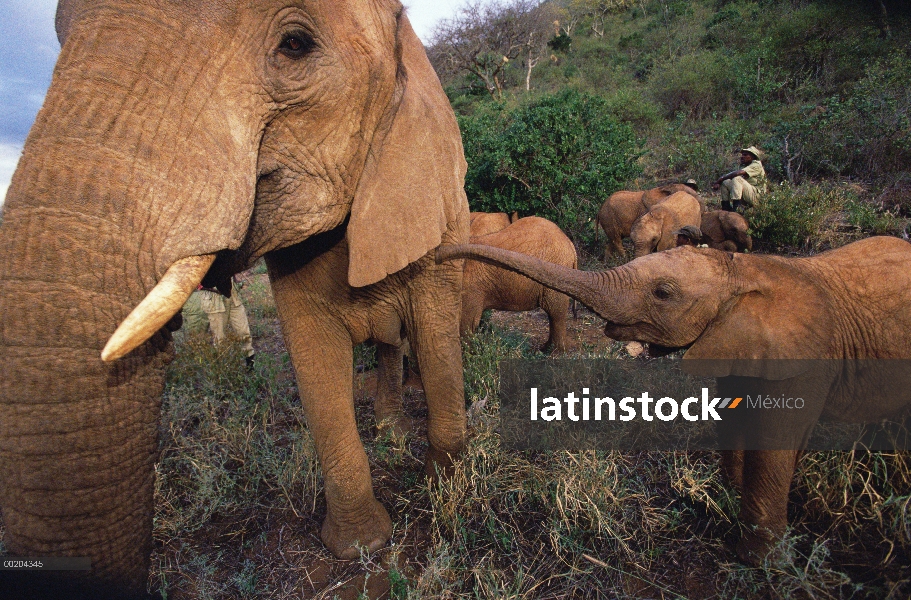 Elefante africano (Loxodonta africana) bebé huérfano reunión Malaika, una vieja mujer, David Sheldri