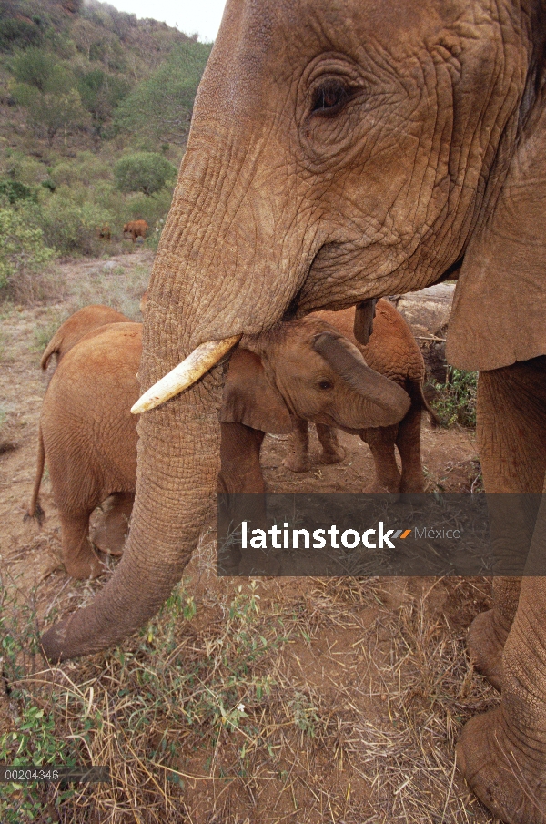 Huérfano de elefante africano (Loxodonta africana) llamada Malalka, madre joven Natumi, David Sheldr