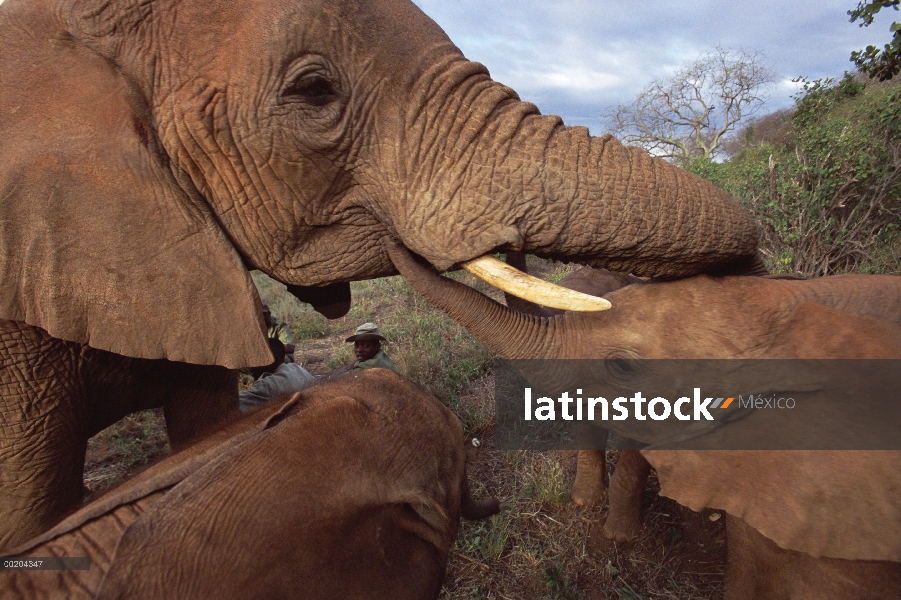 Huérfano de elefante africano (Loxodonta africana) llamada Malaika, Natumi, David Sheldrick Wildlife