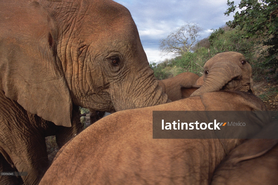 Huérfano de elefante africano (Loxodonta africana) ser saludado antes del amanecer en la mañana, Dav