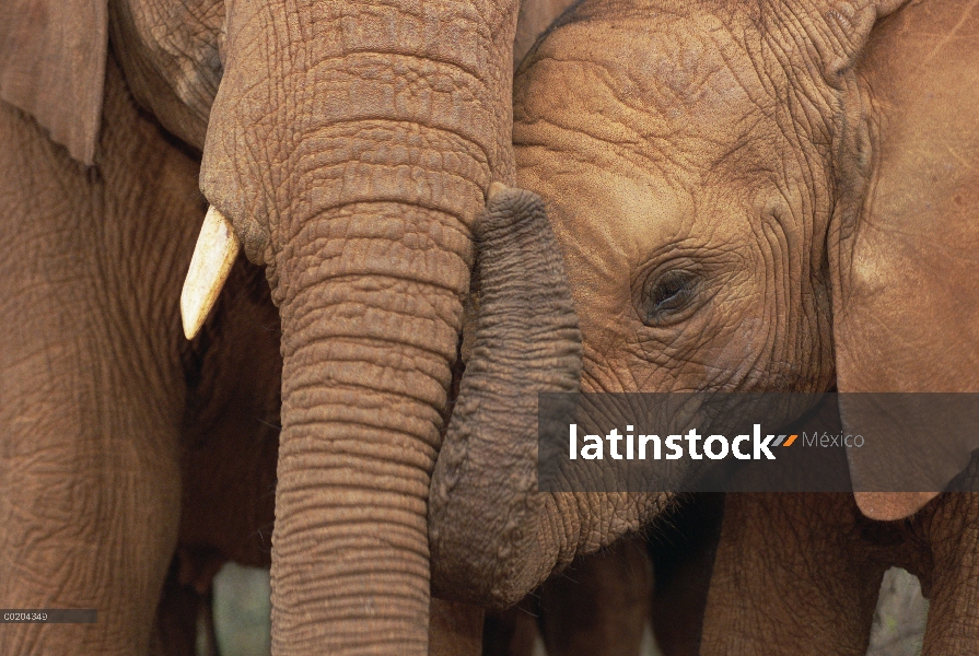 Elefante africano (Loxodonta africana) huérfanos, Malalka con Natumi, David Sheldrick Wildlife Trust