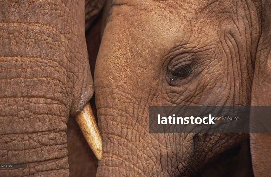 Elefante africano (Loxodonta africana) huérfanos, Malaika Natumi, David Sheldrick Wildlife Trust, Pa