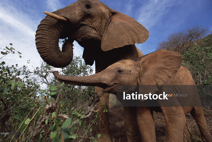 Huérfanos del elefante africano (Loxodonta africana), Natumi saluda Malaika, huérfano mujer mayor, D