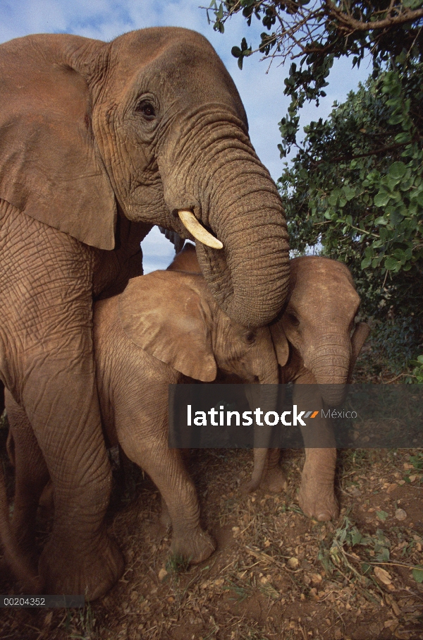 Elefante africano (Loxodonta africana) huérfanos, Malaika maternal a un par de jóvenes huérfanos, Da