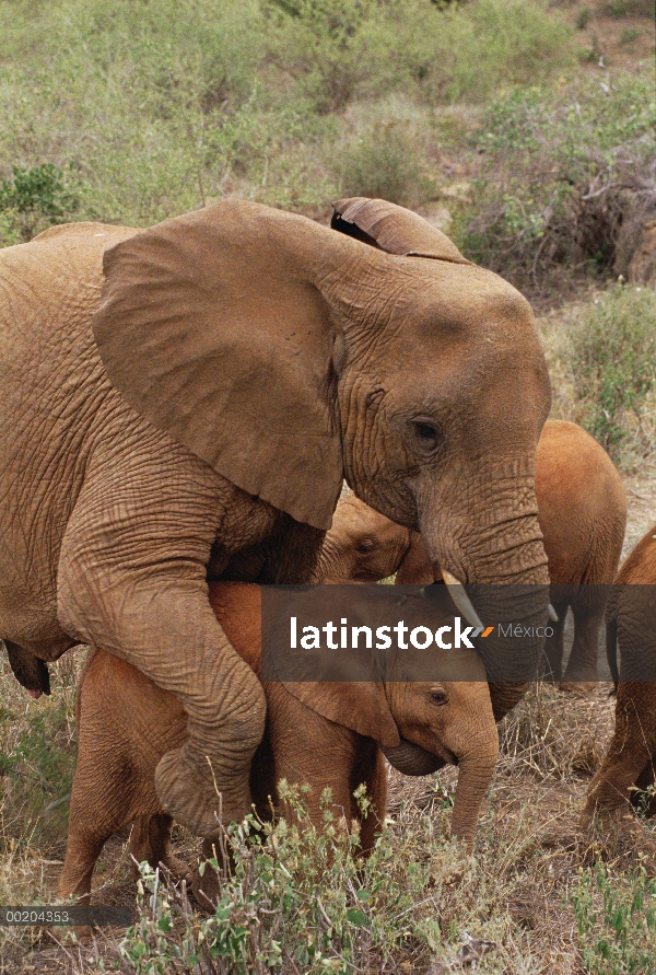 Elefante africano (Loxodonta africana) huérfanos, Malaika maternal Natumi, David Sheldrick Wildlife 