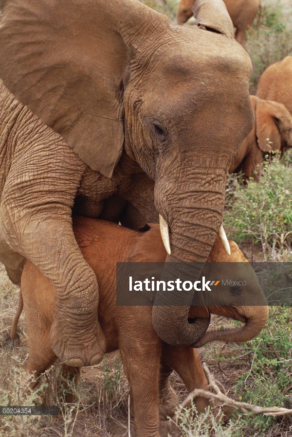 Elefante africano (Loxodonta africana) huérfanos, Malaika maternal Natumi, David Sheldrick Wildlife 