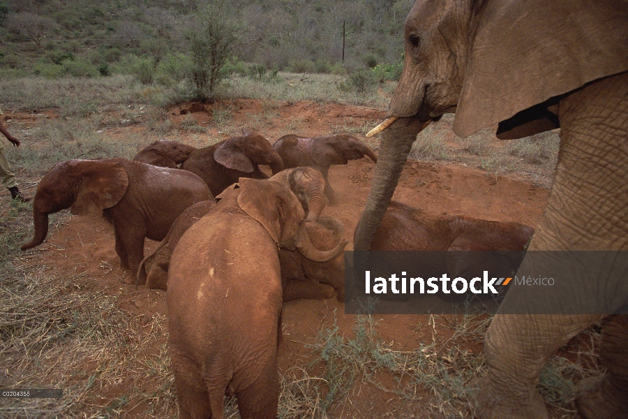 Elefante africano (Loxodonta africana) huérfanos, Malaika con jóvenes huérfanos en polvo baño, David