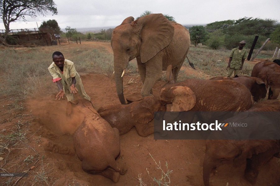 Elefante africano (Loxodonta africana) huérfanos, Malaika con otros en polvo baño, David Sheldrick W