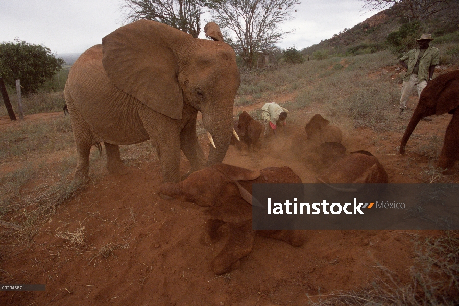 Elefante africano (Loxodonta africana) huérfanos, Malaika con otros en polvo baño, David Sheldrick W