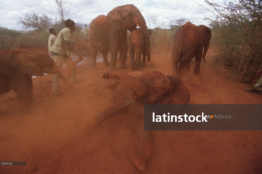 Huérfano de elefante africano (Loxodonta africana) tomando un polvo de baño, David Sheldrick Wildlif