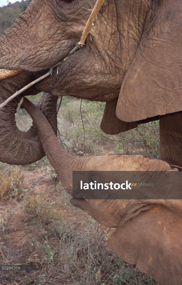 Elefante africano (Loxodonta africana) huérfanos, Malalka navegando con jóvenes Natumi, David Sheldr