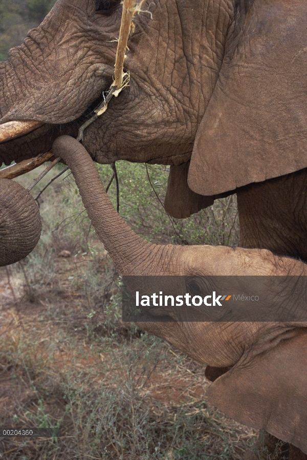 Elefante africano (Loxodonta africana) huérfanos, Malaika navegando con Natumi, David Sheldrick Wild