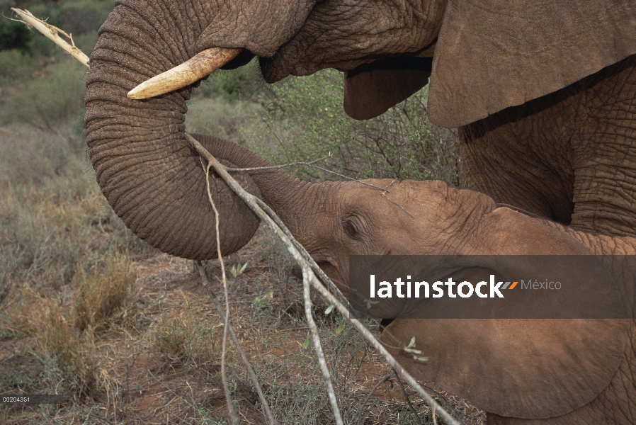 Elefante africano (Loxodonta africana) huérfanos, Malaika navegando con Natumi, David Sheldrick Wild