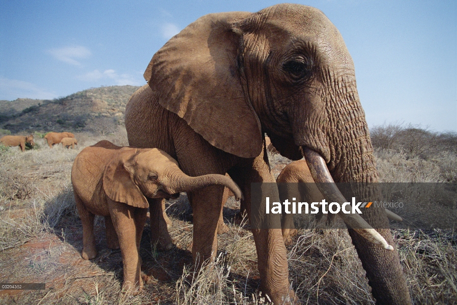 Elefante africano (Loxodonta africana) huérfanos, Malaika con huérfano bebé llamado Nyiro, David She