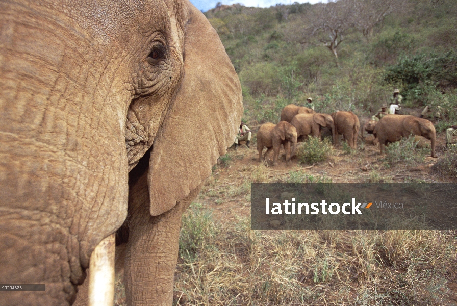 Elefante africano (Loxodonta africana) huérfanos, Malaika con el huérfano ocho, David Sheldrick Wild