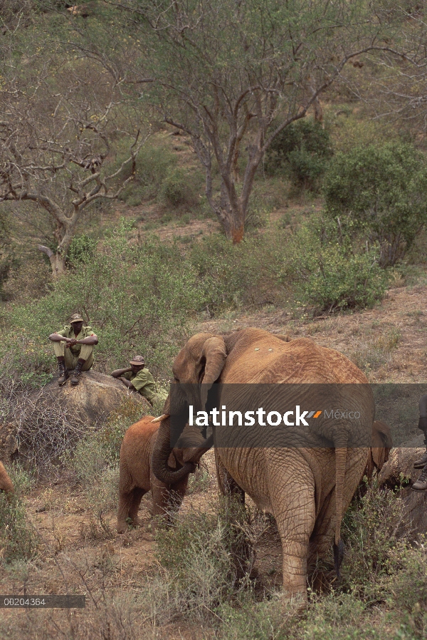 Elefante africano (Loxodonta africana) huérfanos, Malaika reunión Natumi en el bush, David Sheldrick