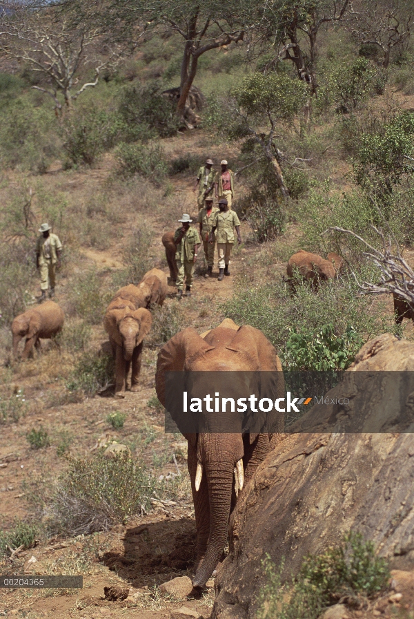 Elefante africano (Loxodonta africana) huérfanos, Malaika hacia atrás ocho huérfanas de baños de bar