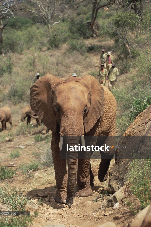 Elefante africano (Loxodonta africana) huérfanos, Malaika hacia atrás ocho huérfanas de baños de bar