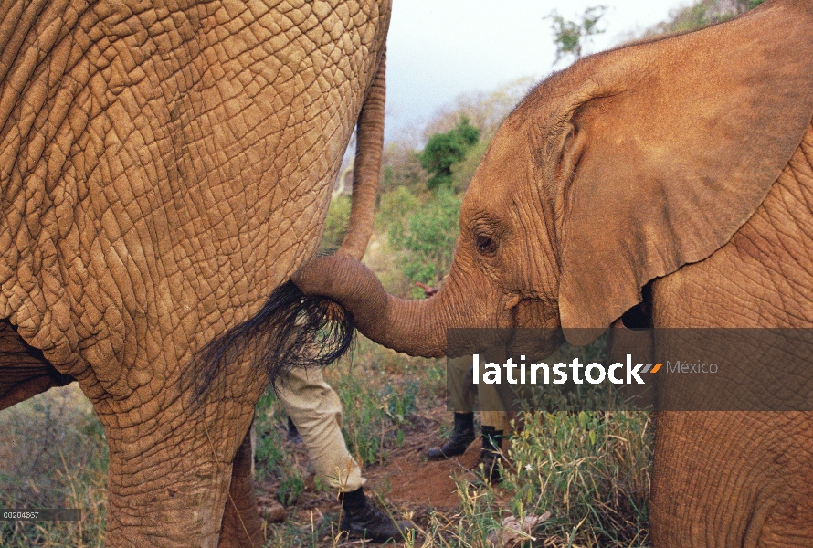 Elefante africano (Loxodonta africana) huérfanos, Natumi holding cola, David Sheldrick Wildlife Trus