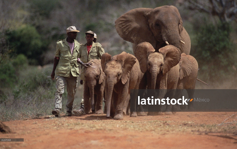 Elefante africano (Loxodonta africana) huérfano a ocho grupo de regresar a la empalizada de la noche