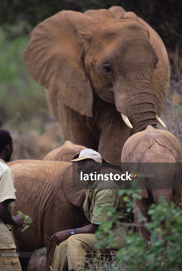 Bebés huérfanos de elefante africano (Loxodonta africana) en bush solían por Mishak Nzimbi, David Sh