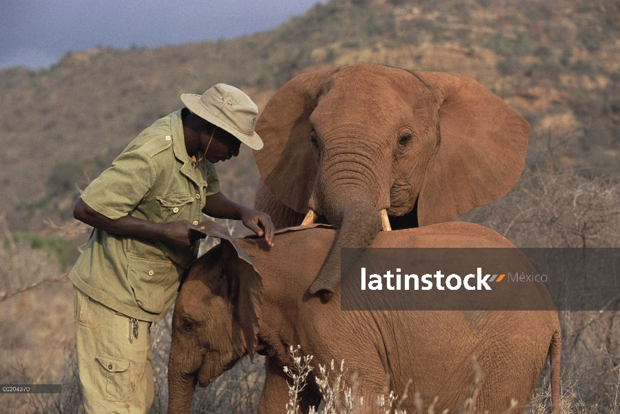 Encargado de elefante africano (Loxodonta africana) Mishak comprueba en huérfano Natumi, David Sheld