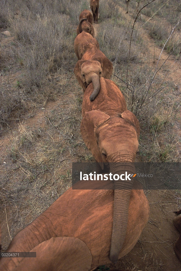 Huérfanos del elefante africano (Loxodonta africana) caminar hacia la empalizada, David Sheldrick Wi