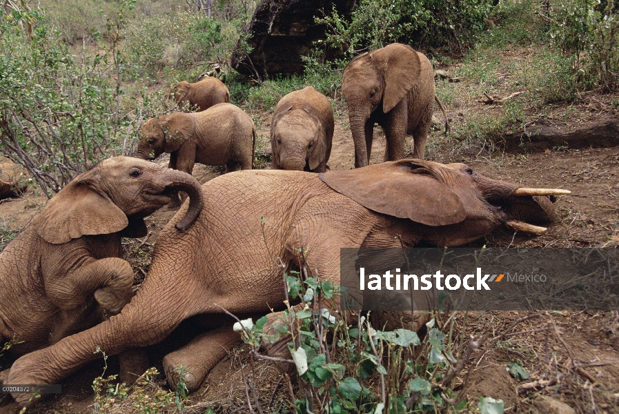 Elefante africano (Loxodonta africana) jóvenes huérfanos reunión Imenti, huérfano masculino mayores,