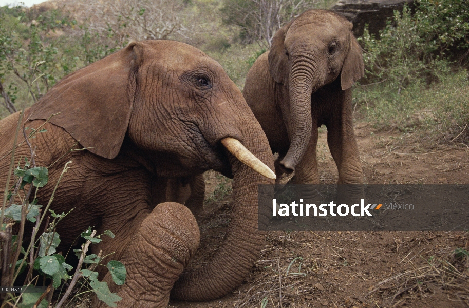 Huérfano hombre viejo reunión huérfana joven elefante africano (Loxodonta africana) llamado Imenti, 