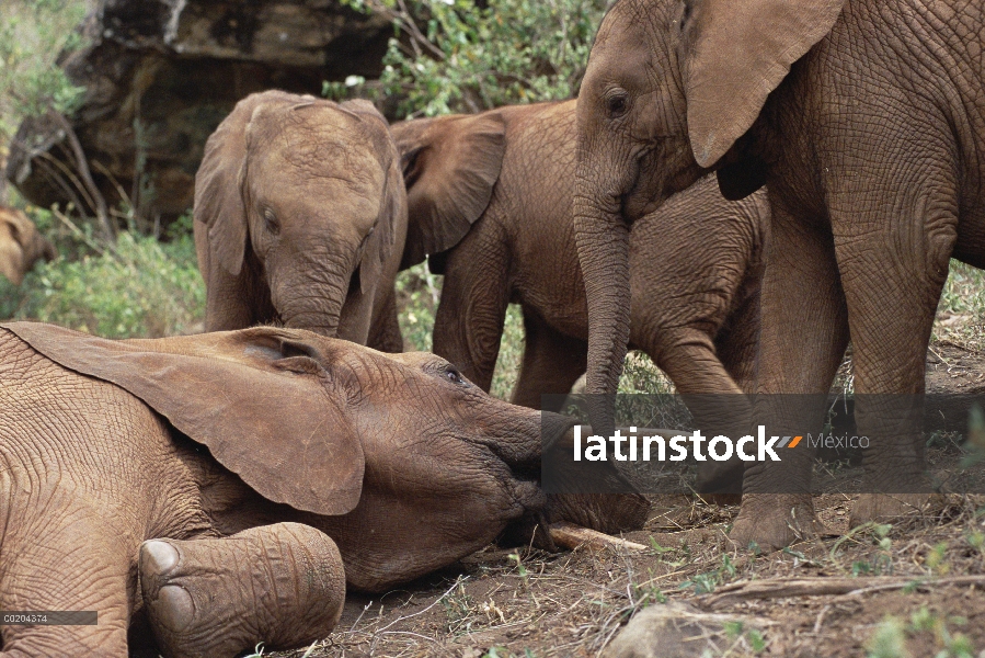 Jóvenes huérfanos de elefante africano (Loxodonta africana) explorar Imenti, huérfano masculino mayo