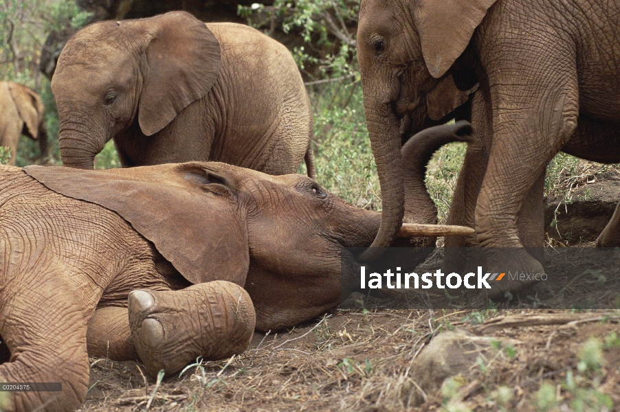 Jóvenes huérfanos de elefante africano (Loxodonta africana) explorar Imenti, un viejo hombre huérfan