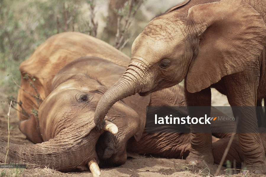 Huérfano de elefante africano (Loxodonta africana) llamado Edie explorar Imenti un más viejo hombre 