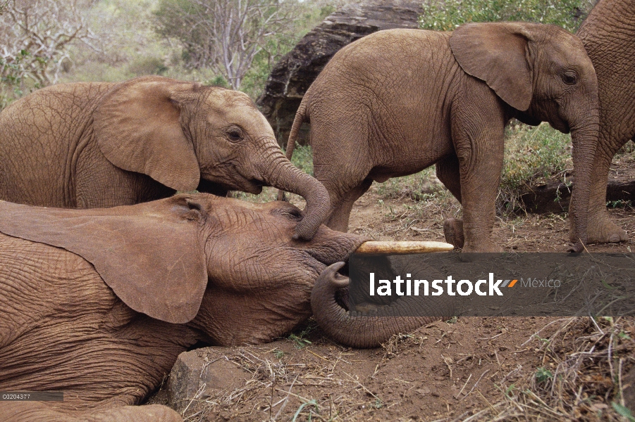 Elefante africano (Loxodonta africana) huérfanos reunión Imenti, huérfano masculino mayores, David S