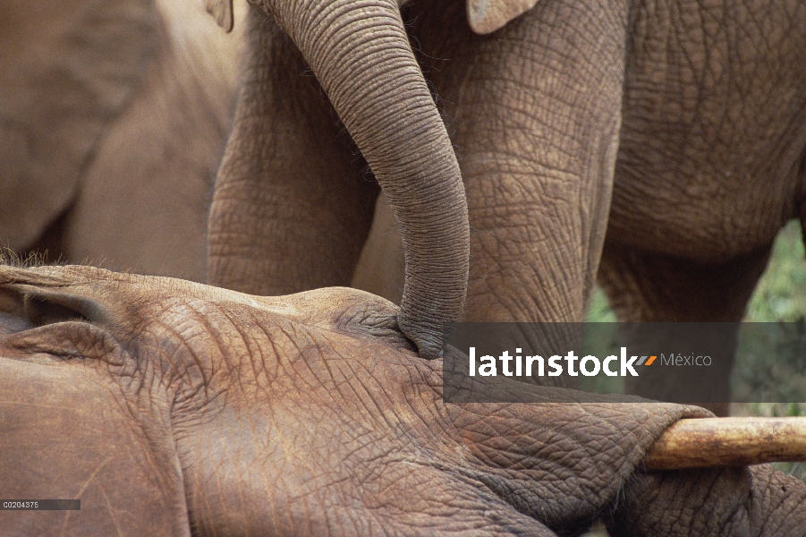 Joven huérfano de elefante africano (Loxodonta africana) explora Imenti, un viejo hombre huérfano, D