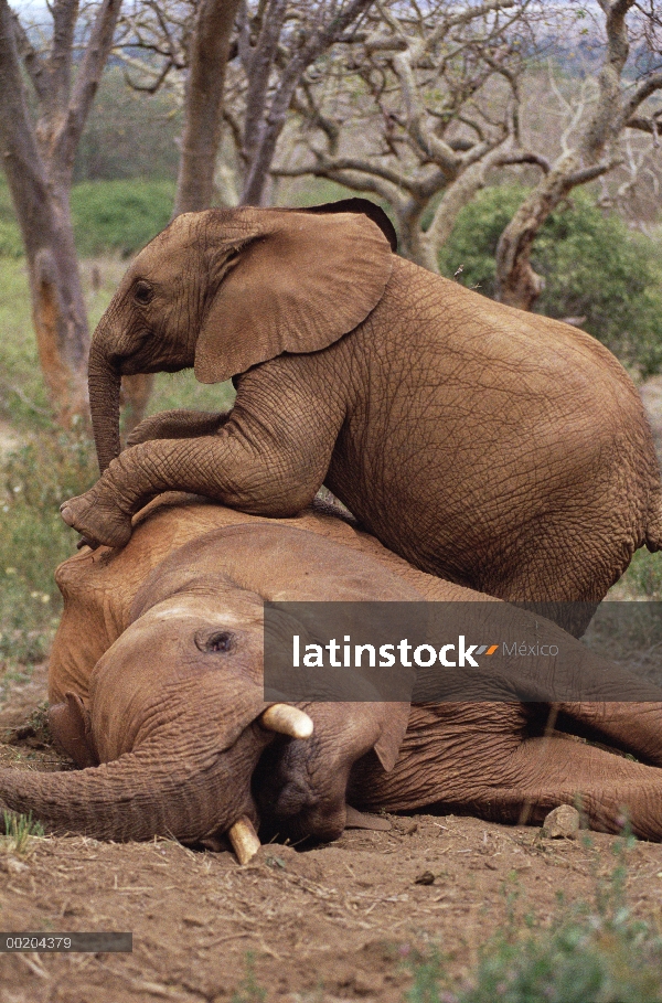 Joven huérfano de elefante africano (Loxodonta africana) explora Imenti, un viejo hombre huérfano, D