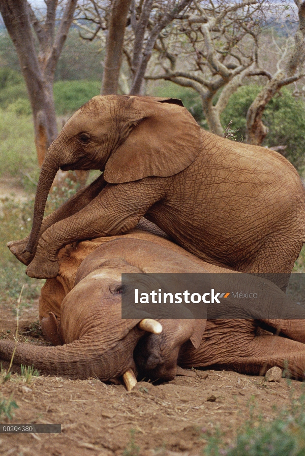 Elefante africano (Loxodonta africana) huérfanos reunión Imenti, huérfano masculino mayores, David S