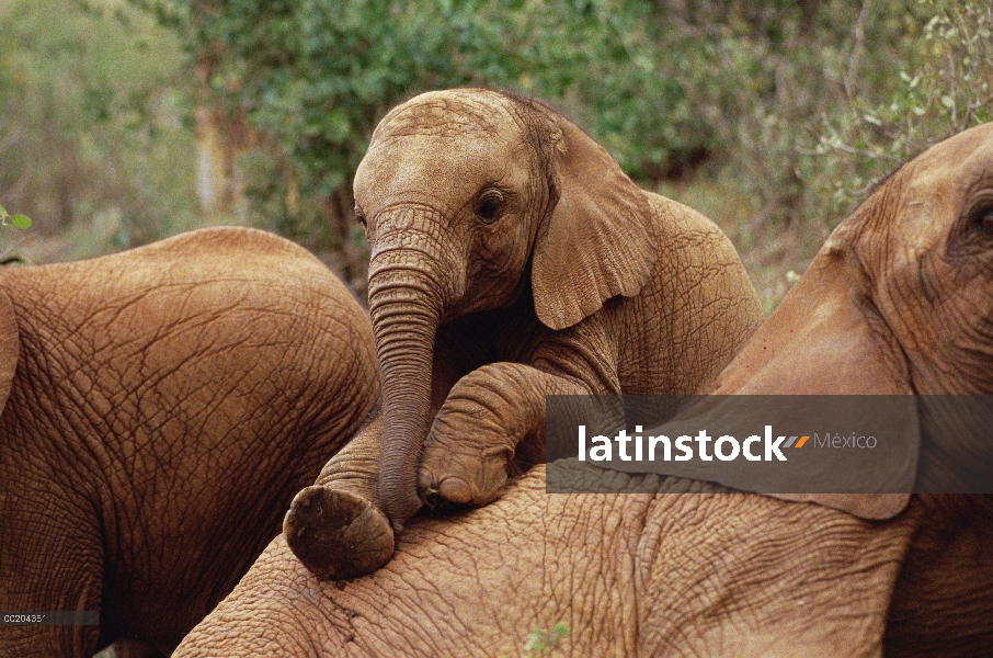 Huérfano de elefante africano (Loxodonta africana) llamado Edie jugando con Imenti, David Sheldrick 