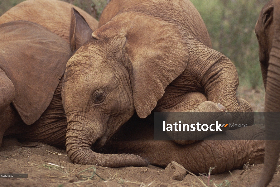 Joven huérfano de elefante africano (Loxodonta africana) explora Imenti, un viejo hombre huérfano, D