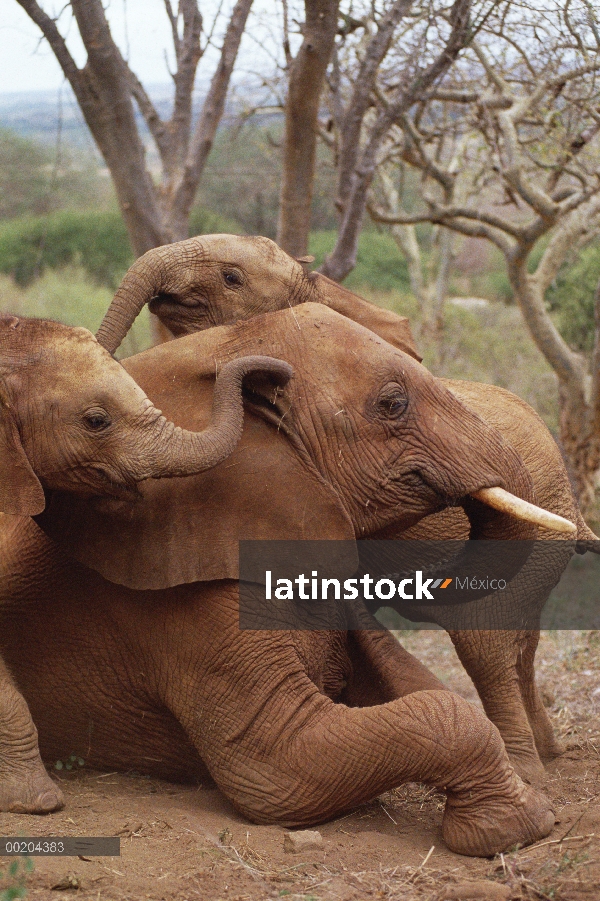 Elefante africano (Loxodonta africana) huérfanos explorar a huérfano masculino más viejo llamado Ime