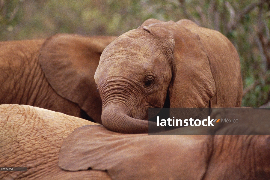 Elefante africano (Loxodonta africana) huérfano Natumi explora Imenti, huérfano masculino más viejo 