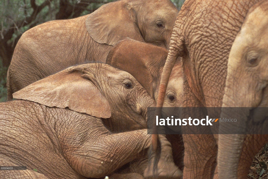 Elefante africano (Loxodonta africana) huérfanos explorar a huérfano masculino más viejo llamado Ime