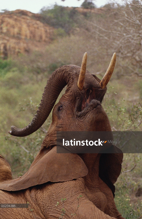 Elefante africano (Loxodonta africana) huérfano llamado Imenti, pregonando, David Sheldrick Wildlife