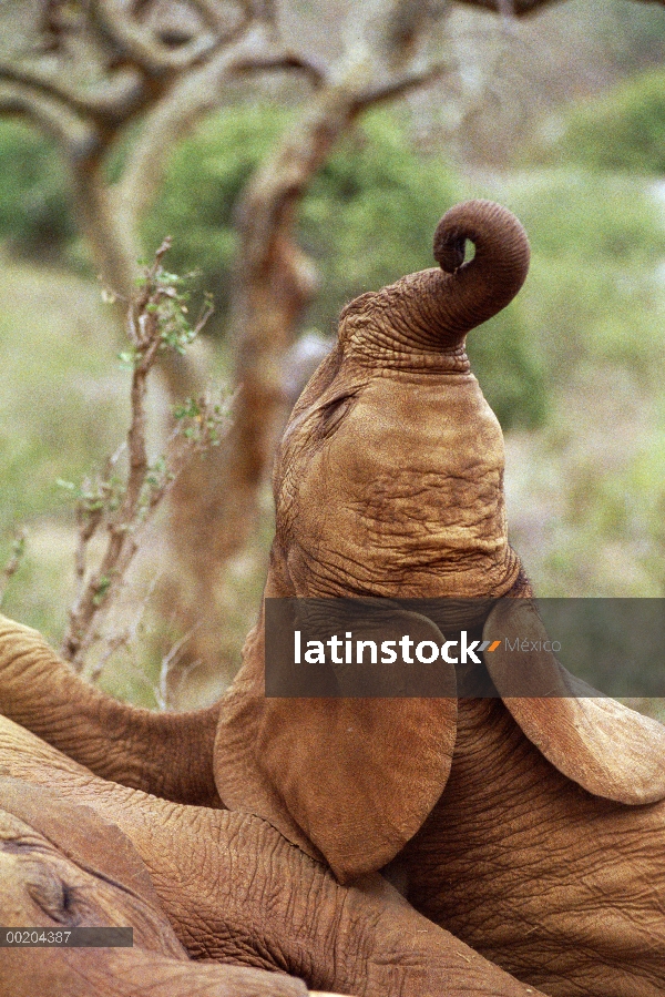 Elefante africano (Loxodonta africana) bebé hembra huérfano llamado Edie, pregonando, David Sheldric